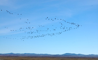 Vol de grues cendrées au-dessus du désert des Bardenas.