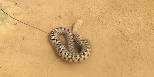 Zoom sur le serpent.