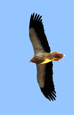 Un vautour percnoptère dans le ciel des Bardenas Reales.