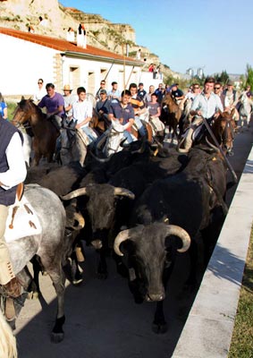 Les taureaux dans le village.