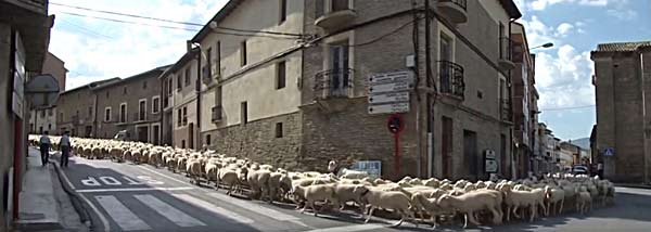 Le bétail traverse un village.