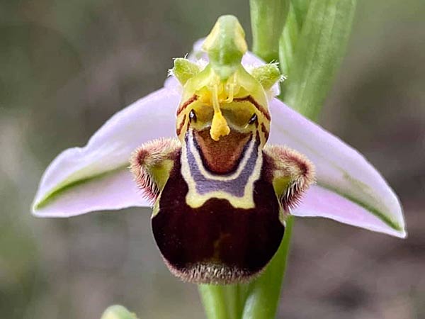Orchidée des Bardenas.