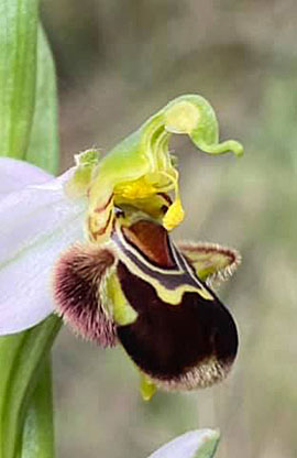 Ophrys Apifera.