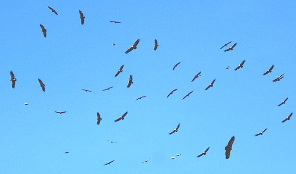 Vol de vautours dans le ciel des Bardenas.