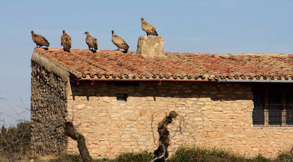 Les vautours, les "pigeons" des Bardenas.