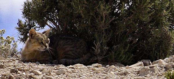 Chat domestique dans les Bardenas.