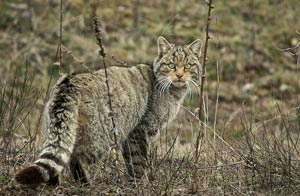 Chat sauvage.