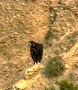 Observation d'un vautour moine dans le Vedado de Eguaras, prs des Bardenas.