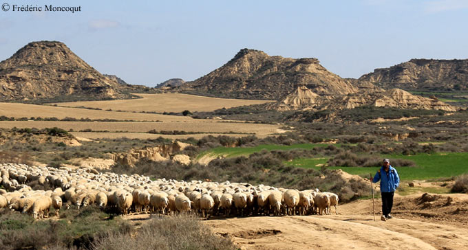 Entrée des troupeaux ovins dans les Bardenas.