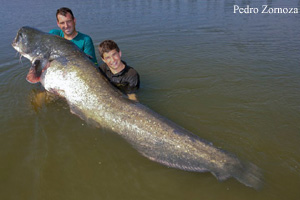 Les poissons d'eau douce les plus gros du monde.