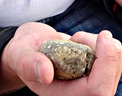 Voici un fossile trouvé dans la Bardena Blanca.