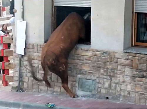 Le taureau saute par la fenêtre.