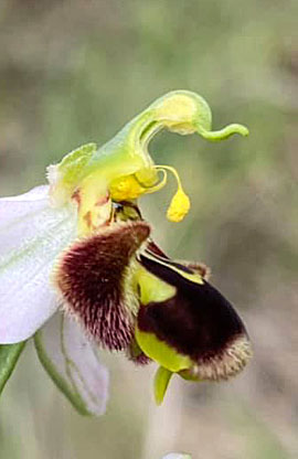 Orchidée Abeille d'Europe.
