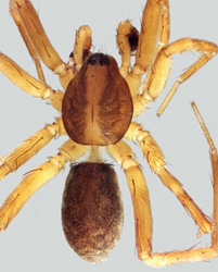 Une nouvelle espèce d'araignée découverte dans les Bardenas.