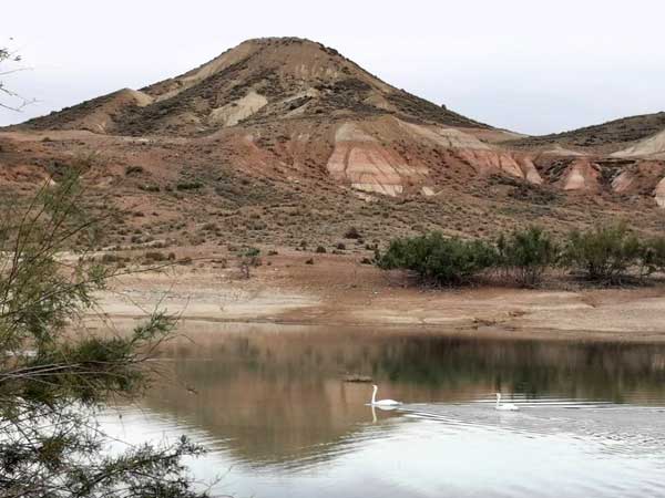 Deux cygnes sur un �tang des Bardenas
