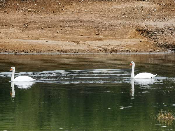 Gros plan sur les cygnes