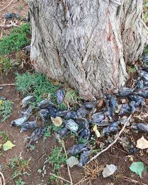 Oiseaux.