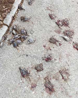 Oiseaux morts.