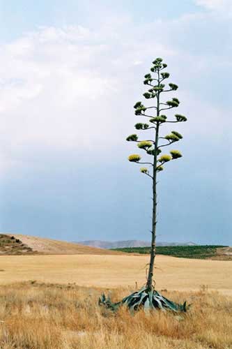 Un agave.